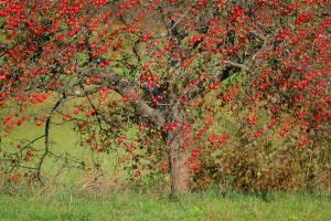 Izidor Jesenko - Poljansko drevo 5